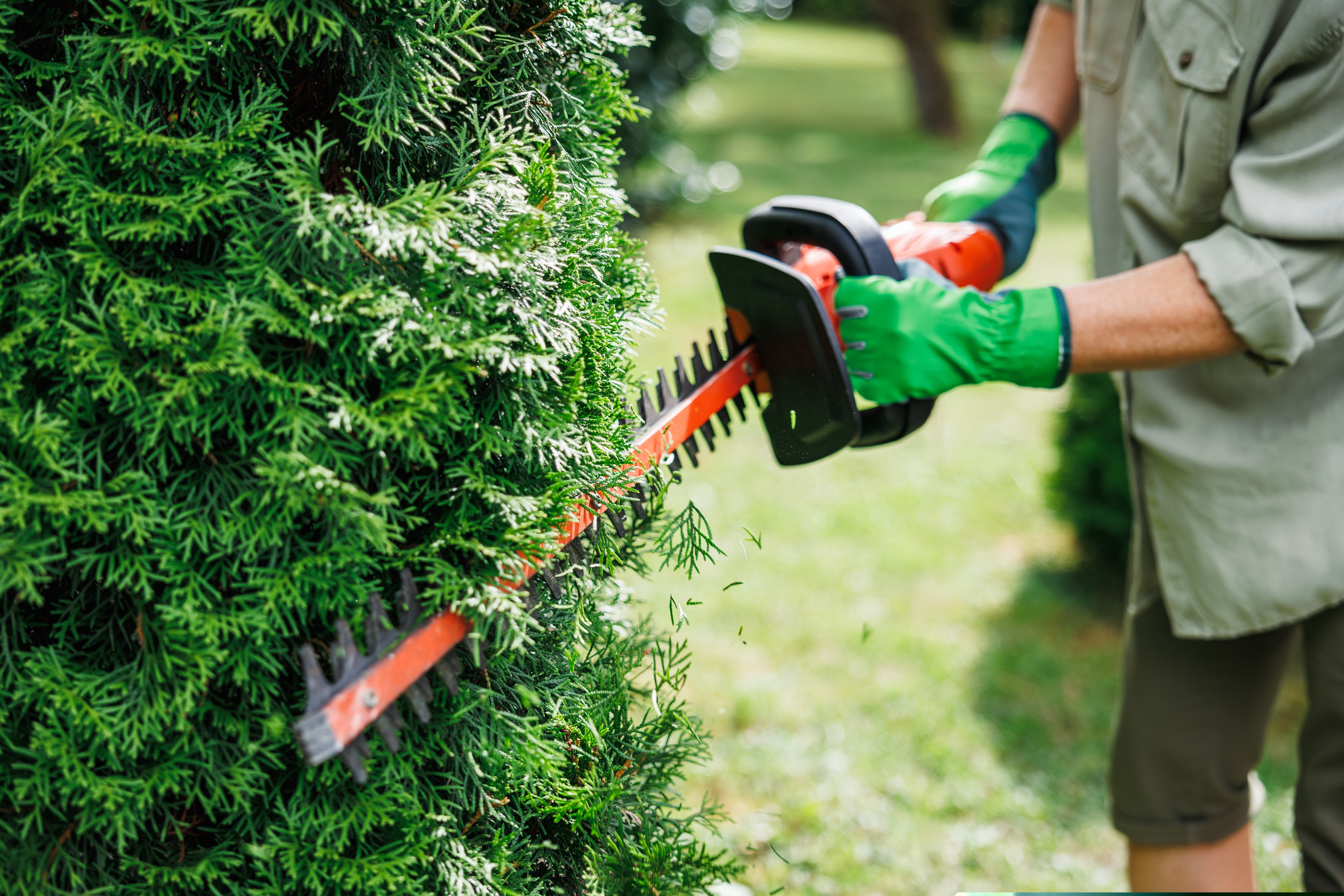 Como fazer a poda de cerca viva Certamente você já passou por alguma casa com aquelas plantas todas cortadinhas, alinhadas como se tivessem sido moldadas à mão, né Aquelas cercas verdes que parecem até cercas de verdade, mas feitas de folhas — impecáveis, simétricas e cheias de vida. Pois é, esse visual encantador não acontece por acaso. Por trás dele, existe um cuidado essencial saber como fazer a poda de cerca viva do jeito certo. Além de emoldurar espaços, garantir privacidade e segurança, a cerca viva traz aquele toque de natureza que deixa qualquer ambiente mais acolhedor. Mas para que ela se mantenha bonita, saudável e funcional, é preciso mais do que boa vontade — é preciso técnica e equipamentos certos, claro. Você pode até pensar que podar é só cortar o excesso, mas essa tarefa exige atenção para não prejudicar as plantas. E quando falamos de equipamentos certos, estamos falando de ferramentas que realmente facilitam o trabalho, oferecem segurança e garantem um resultado bonito e uniforme. O aparador de cerca viva, por exemplo, é um grande aliado para quem busca praticidade, precisão no corte e acabamento profissional. E o melhor você não precisa comprar um — na Casa do Construtor, é possível optar pelo aluguel de aparador de cerca viva, pagando apenas pelo tempo de uso e sem se preocupar com manutenção ou armazenamento.  Como funciona a poda de cerca viva   A poda de cerca viva é uma técnica de jardinagem que vai muito além de simplesmente aparar galhos. Ela tem como objetivo principal estimular o crescimento equilibrado da planta, mantendo o formato desejado e promovendo também a saúde das plantas.  Quando feita da maneira correta, a poda de cerca viva ajuda a eliminar partes doentes, secas ou danificadas, que podem atrair pragas e doenças. Além disso, ela favorece a circulação de ar entre os galhos e o acesso da luz solar, dois fatores essenciais para o desenvolvimento saudável das plantas.  Outro ponto importante é que a poda estimula a ramificação e o crescimento de novos brotos. Isso significa que uma cerca viva podada com regularidade vai ficar mais densa, formando um verdadeiro muro verde que cumpre seu papel de proteção e beleza.  Vale destacar que a poda de cerca viva pode ser feita de forma manual, com tesouras e podadores, ou com máquinas específicas, que agilizam o processo e facilitam o trabalho — especialmente em cercas maiores ou com crescimento acelerado. Para entender qual equipamento atende melhor às suas necessidades, vale conferir nosso conteúdo sobre qual é o melhor aparador de cerca viva, com dicas práticas e orientações para acertar na escolha.  Porém, para que a poda de cerca viva cumpra seu papel, é fundamental respeitar as características da planta, como o tipo de folhagem e o ciclo de crescimento. Uma poda feita na hora errada ou de forma agressiva pode causar mais mal do que bem, prejudicando a saúde da cerca viva.  Principais tipos de cerca viva e seus cuidados Antes de ligar o podador, é essencial conhecer o tipo de cerca viva que você tem no seu jardim. Isso porque cada espécie tem exigências e características diferentes que impactam diretamente na forma como você deve realizar a poda.  Cercas vivas ornamentais As cercas vivas ornamentais são as queridinhas dos jardins residenciais, pois oferecem beleza e charme com flores, folhagens variadas e formatos que embelezam o espaço. Plantas como murta, buxo, hibisco, gardênia e algumas variedades de pittosporum são exemplos comuns.  Essas plantas geralmente exigem podas frequentes e delicadas para manter sua forma, promover a floração e estimular a saúde. É importante cortar com cuidado para não remover os botões florais e evitar podas muito drásticas que possam atrasar o florescimento.  A poda de cerca viva regular também ajuda a controlar o crescimento, mantendo a planta com um porte adequado para o espaço e facilitando a manutenção do jardim.  Cercas vivas de proteção Já as cercas vivas de proteção são formadas por plantas mais robustas, resistentes e de crescimento rápido. Elas são usadas para criar barreiras contra ventos, ruídos e invasões, além de garantir privacidade em áreas externas.  Exemplos de plantas para cercas de proteção incluem o podocarpo, a clúsia, a alecrim-do-campo e a piteira. Essas espécies costumam exigir podas mais intensas para manter o volume e a densidade desejados.  Porém, cuidado para não exagerar cortes muito agressivos podem enfraquecer as plantas e abrir brechas que comprometem a barreira. O ideal é fazer podas graduais, respeitando o ritmo de crescimento e a saúde da planta.  Quando fazer a poda de cerca viva Saber o momento certo para podar é tão importante quanto saber como podar. A época ideal varia conforme a espécie da planta, o clima da região e o objetivo da poda, mas algumas orientações gerais ajudam a evitar erros.  Na maioria dos casos, o final do inverno e o início da primavera são os melhores períodos para realizar a poda de cerca viva. Isso porque as plantas ainda estão em repouso vegetativo ou iniciando o crescimento, e a poda estimula o desenvolvimento de brotos novos, que vão se fortalecer ao longo da estação.  Evite podar em períodos muito chuvosos, pois a umidade favorece o aparecimento de fungos e doenças. Também não é recomendado podar durante o auge do verão ou em dias muito quentes, para não causar estresse excessivo às plantas.  Se você possui plantas que florescem em ramos antigos, é importante planejar a poda de cerca viva para não prejudicar a floração. Conhecer o ciclo da planta é essencial para garantir que o corte não remova os botões que se transformarão em flores.  Em resumo, o planejamento é a chave observe sua cerca viva, identifique o melhor momento para cortar e faça podas regulares para manter a saúde e a beleza.  Passo a passo como fazer a poda de cerca viva corretamente Agora que você sabe quando e por que podar, veja como fazer a poda de cerca viva de forma prática e segura.  1 - Preparação do local e equipamentos Antes de começar, organize o local e prepare os equipamentos. Certifique-se de ter o equipamento correto para facilitar o corte, como os podadores de cerca viva.  Não esqueça dos equipamentos de segurança luvas resistentes, óculos de proteção, botas e roupas adequadas evitam acidentes e garantem conforto.  Faça uma limpeza inicial no entorno, removendo galhos secos, folhas e detritos para facilitar o trabalho.  Isole a área que será cortada como o aparador é um equipamento elétrico ou a bateria com lâminas afiadas em movimento, é fundamental manter crianças, animais e pessoas distantes do local para evitar qualquer risco de acidente durante a operação. Além disso, delimitar a área de trabalho ajuda a manter o foco e a eficiência na execução da poda.   2 - Definição da altura e largura da cerca viva Estabeleça qual será a altura e a largura da sua cerca viva. Use uma corda ou barbante esticado ao longo da cerca, fixado com estacas, para servir de guia visual durante o corte. Isso ajuda a garantir que o corte fique uniforme, simétrico e com o formato desejado.  Lembre-se que a largura deve permitir o crescimento natural da planta, evitando que ela fique muito apertada e prejudicada.  3 - Técnica de poda A poda deve ser feita com movimentos suaves, preferencialmente de baixo para cima e de dentro para fora. Comece removendo galhos secos, doentes ou mal formados.   Depois, é hora de aparar as laterais e o topo da cerca, sempre respeitando a linha guia que você preparou.  Utilizando o podador de cerca viva, é importante manter uma velocidade constante e seguir firmemente para garantir um corte limpo e seguro. Faça a poda em etapas, cortando um pouco por vez para evitar danos e garantir um acabamento natural.  Confira nosso vídeo mostrando como aparar a cerca viva corretamente!   Dicas para aparar a cerca viva com mais eficiência Verifique a presença de animais, como pássaros, antes de iniciar a poda para não prejudicar as aves que muitas vezes se acomodam no local.  Utilize ferramentas afiadas para cortes precisos e menos traumáticos às plantas. Evite podas muito agressivas; prefira podas regulares e graduais.  Faça a limpeza do local após a poda, recolhendo galhos e folhas para compostagem ou descarte adequado.   Regue a planta após a poda para ajudar na recuperação e escolha horários frescos para realizar o trabalho, preferencialmente pela manhã ou fim de tarde.   Por que a poda de cerca viva é tão importante Além de deixar o jardim mais bonito, a poda de cerca viva traz benefícios que vão além da estética. Ela é uma forma de cuidado que mantém a planta saudável, resistente e bonita.  A poda regular evita o crescimento descontrolado, que pode prejudicar outras plantas e estruturas próximas. Muitas vezes, o crescimento desenfreado acaba bloqueando passagens, entradas e até invadindo calçadas, dificultando a circulação de pessoas e comprometendo a segurança do espaço.  Ela também ajuda a prevenir o surgimento de pragas e doenças, mantendo a cerca viva sempre vigorosa. Além disso, uma cerca bem cuidada valoriza o imóvel, aumenta a privacidade e cria um ambiente muito mais agradável.  Equipamentos recomendados para poda de cerca viva Para facilitar o trabalho e garantir bons resultados, é fundamental contar com equipamentos adequados. Existem diferentes tipos de podadores manuais, elétricos, a bateria ou a gasolina.  Podadores manuais indicados para cercas pequenas ou podas detalhadas.  Podadores elétricos ótimos para trabalhos intermediários, combinando potência e menor ruído.  Podadores a bateria oferecem mobilidade e silêncio, ideais para áreas residenciais.  Podadores a gasolina indicados para uso profissional, em cercas grandes e com muito volume.  Escolha o equipamento que melhor atende ao tamanho da sua cerca viva, frequência de uso e conforto.  Agora que você sabe tudo sobre poda de cerca viva, que tal colocar as dicas em prática Se precisar de equipamentos de qualidade para facilitar esse trabalho, conte com a Casa do Construtor — a parceira ideal para o seu jardim! E falando em prática, na Casa do Construtor você pode realizar o aluguel de equipamentos para poda de cerca viva com muito mais praticidade e economia, sem se preocupar com manutenção ou armazenamento. Acesse nosso site e confira todas as opções disponíveis! 