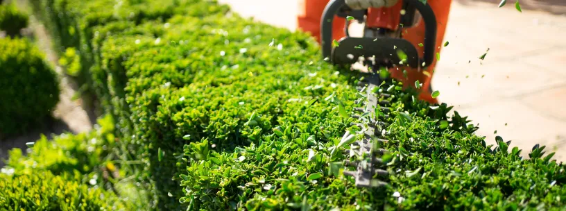 Tipos de cerca viva: 7 ideias para o seu jardim!