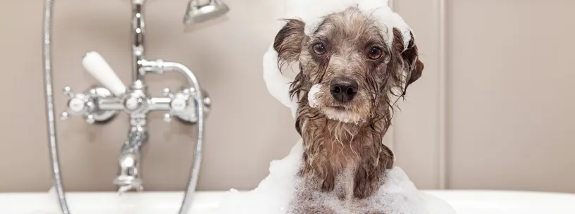 Dicas de limpeza para quem tem pets | Casa do Construtor - Aluguel de equipamentos