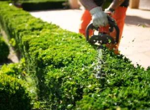 Tipos de cerca viva: 7 ideias para o seu jardim! Tipos de cerca viva: 7 ideias para o seu jardim!